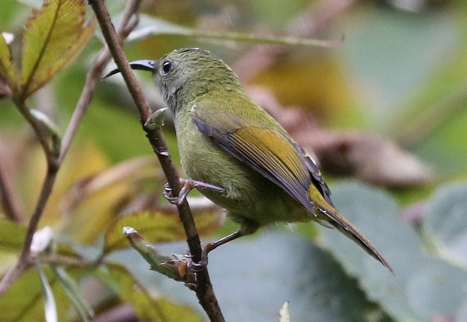 Green-tailed Sunbird - Jonathan Martinez