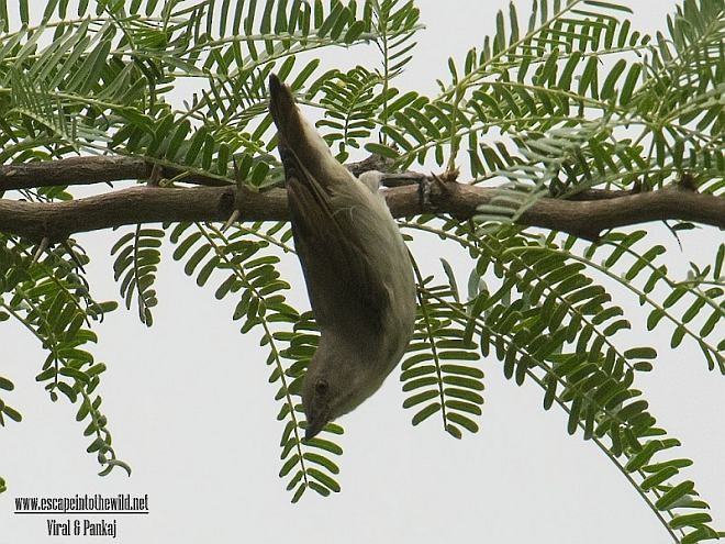 Thick-billed Flowerpecker (Indian) - ML379512241