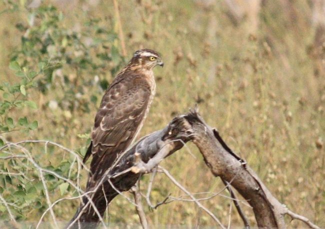 Eurasian Sparrowhawk - ML379514831