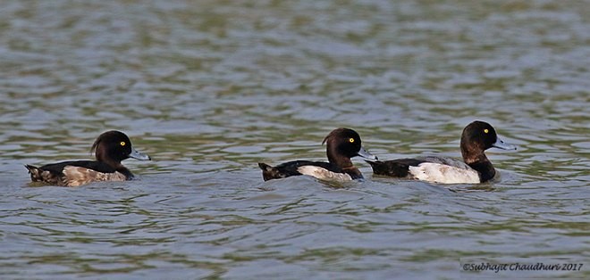 Greater Scaup - ML379515221