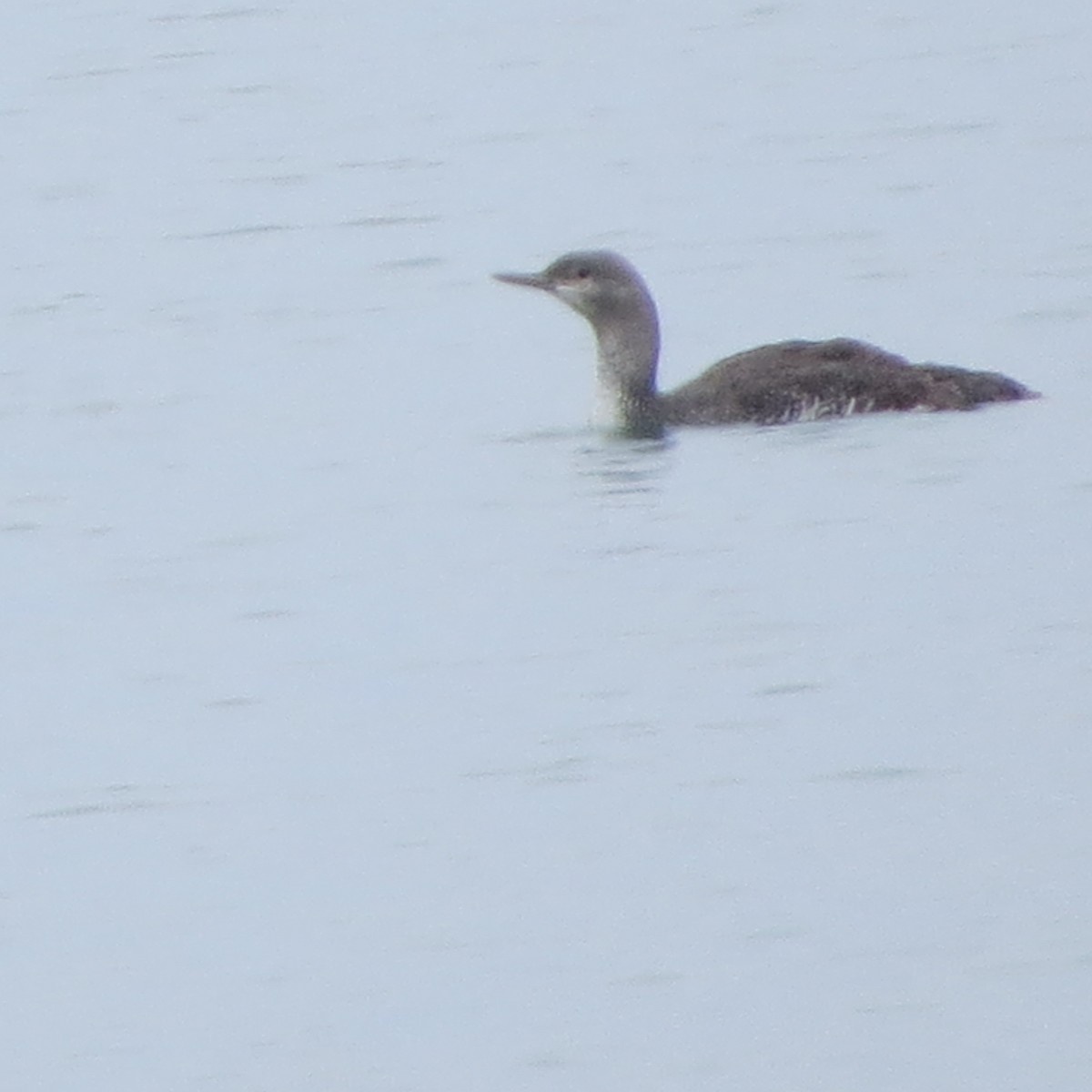 Red-throated Loon - ML37951541