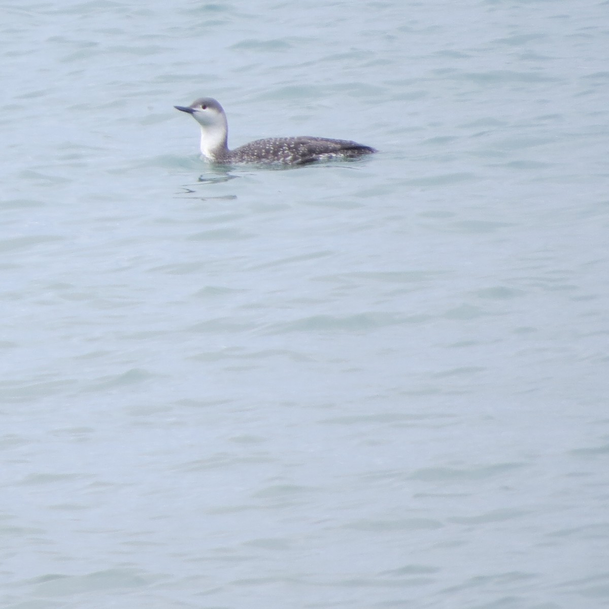 Red-throated Loon - ML37951551