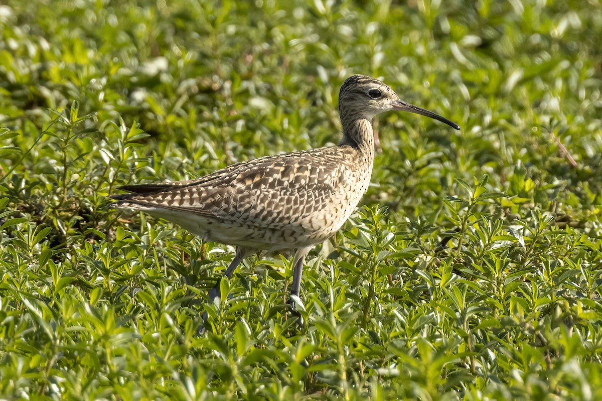 Little Curlew - ML379515671
