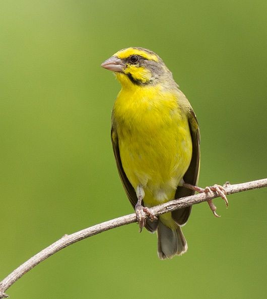 Yellow-fronted Canary - ML379516831