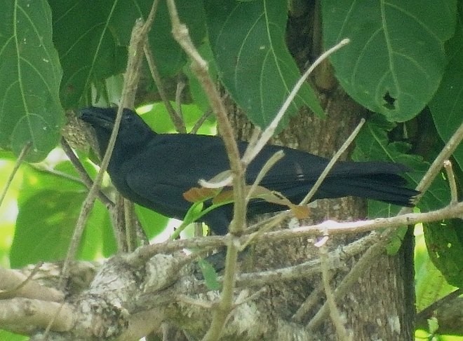 Slender-billed Crow (Slender-billed) - ML379518641