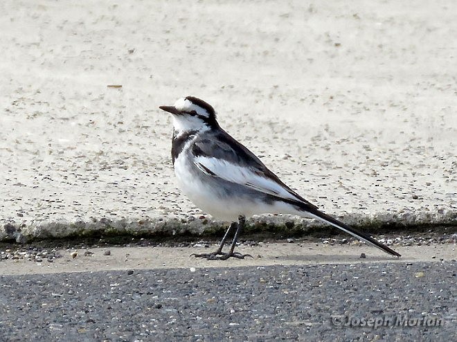 White Wagtail (Black-backed) - ML379518761