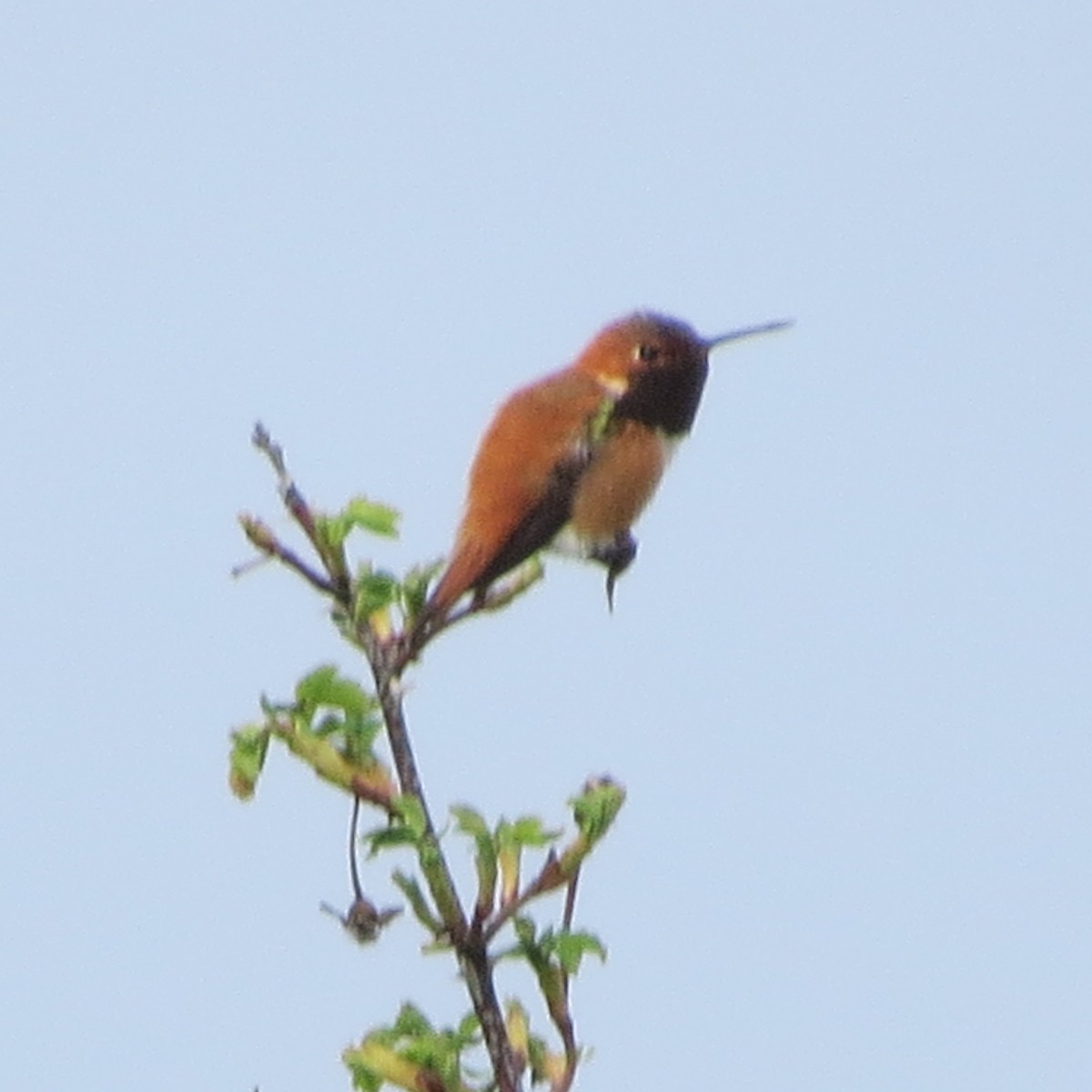 Rufous Hummingbird - ML37951991
