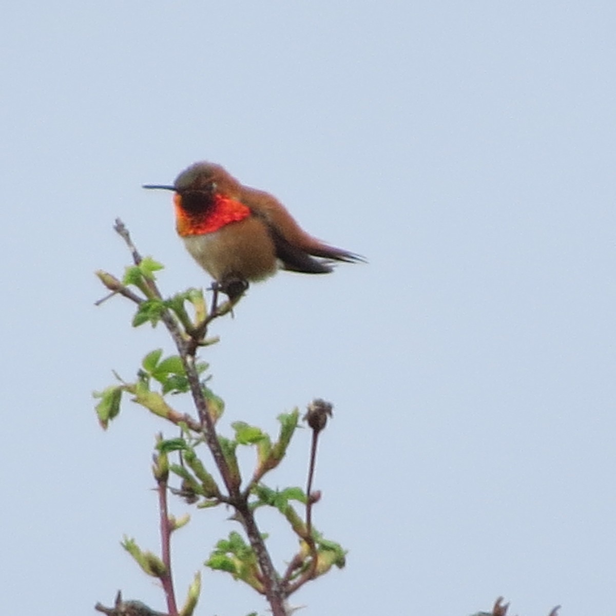 Rufous Hummingbird - Nick Ramsey