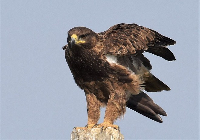 Tawny Eagle - jaysukh parekh Suman