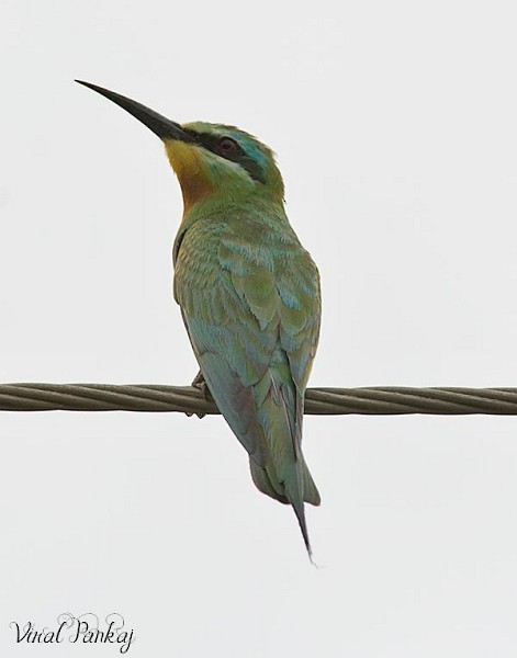 Blue-cheeked Bee-eater - ML379520621