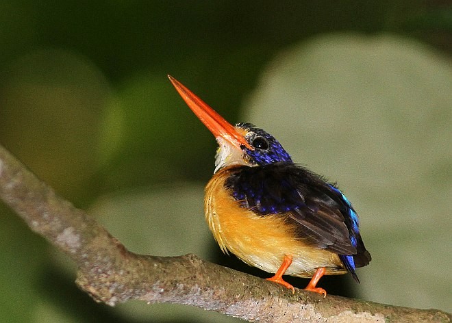 Moluccan Dwarf-Kingfisher (North Moluccan) - marc ameels