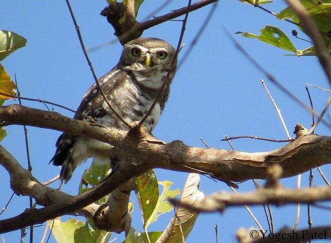 Forest Owlet - ML379521411