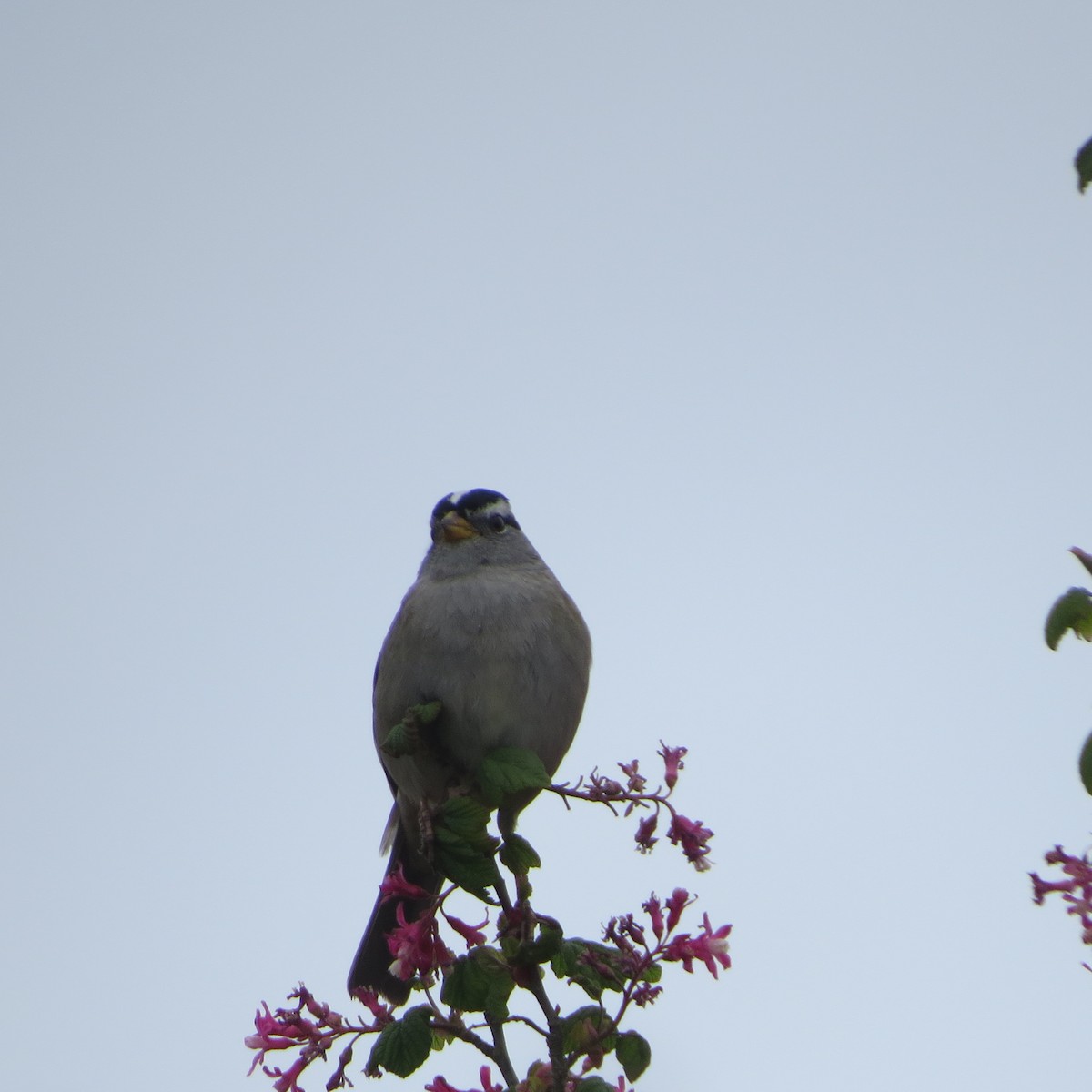 White-crowned Sparrow - ML37952161