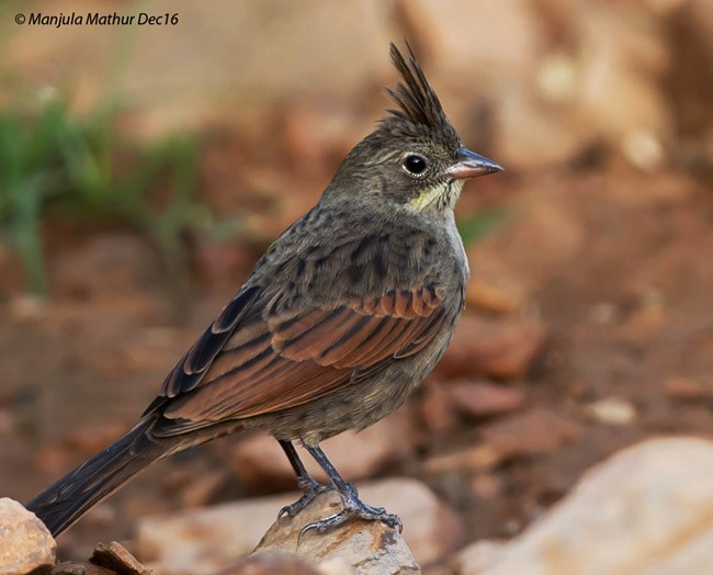 Crested Bunting - ML379521661