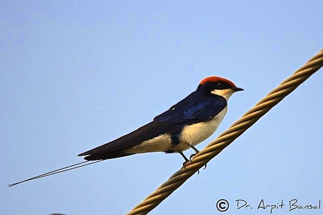 Wire-tailed Swallow - ML379523321