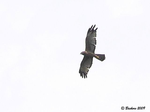 Spotted Harrier - ML379524301