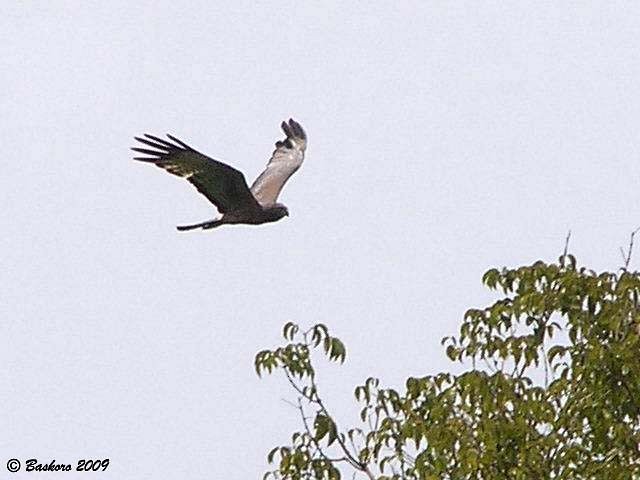 Spotted Harrier - ML379524311
