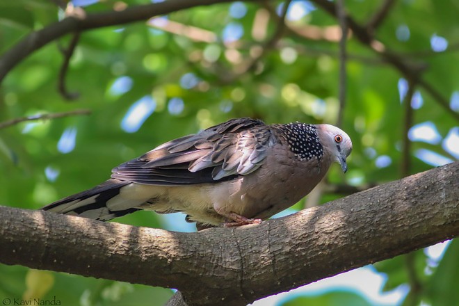 Spotted Dove (Eastern) - Kavi Nanda