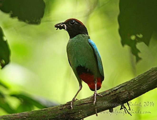 Western Hooded Pitta (Chestnut-crowned) - ML379527441
