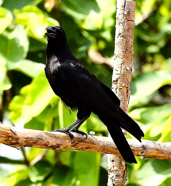 Large-billed Crow (Eastern) - ML379527701