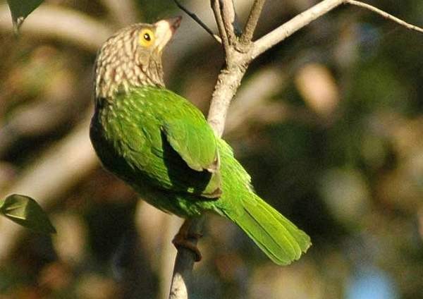 Lineated Barbet - ML379527831