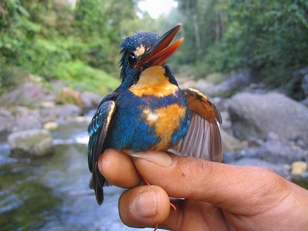 Indigo-banded Kingfisher (Northern) - ML379529621