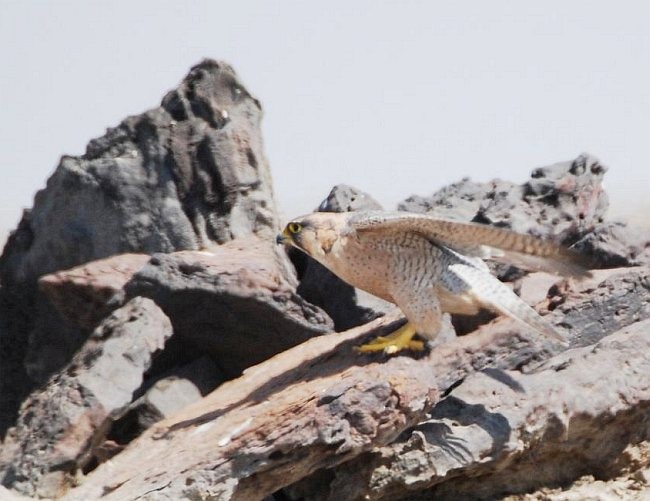Peregrine Falcon (Red-capped) - ML379531011
