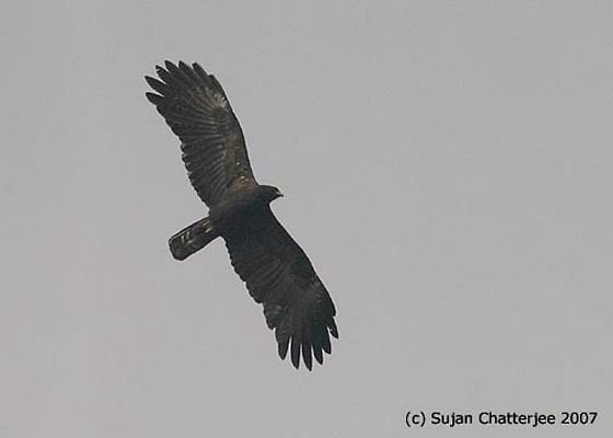 Black Eagle - Sujan Chatterjee