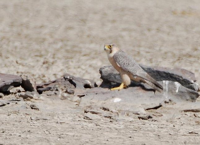 Peregrine Falcon (Red-capped) - ML379532271