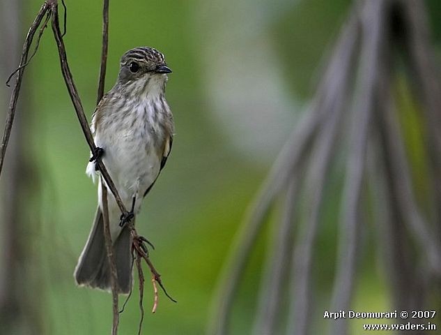 Spotted Flycatcher (Spotted) - ML379532961