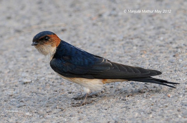 Red-rumped Swallow - ML379533851