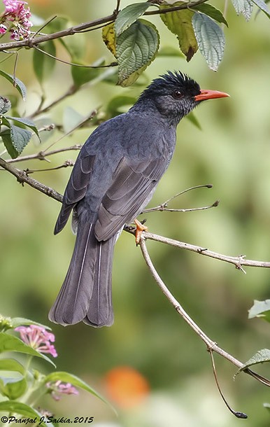 Square-tailed Bulbul (Indian) - ML379534961