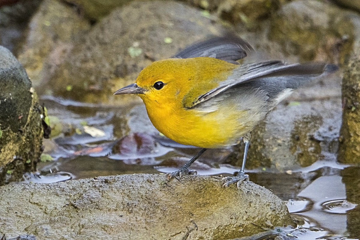 Prothonotary Warbler - ML37953571
