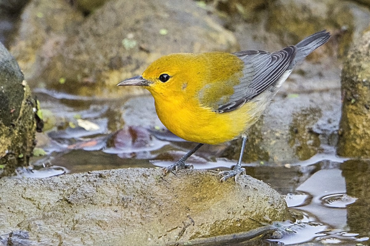 Prothonotary Warbler - ML37953581