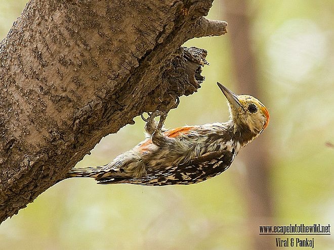 Yellow-crowned Woodpecker - Pankaj Maheria