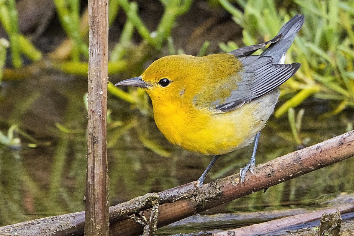 Prothonotary Warbler - ML37953591