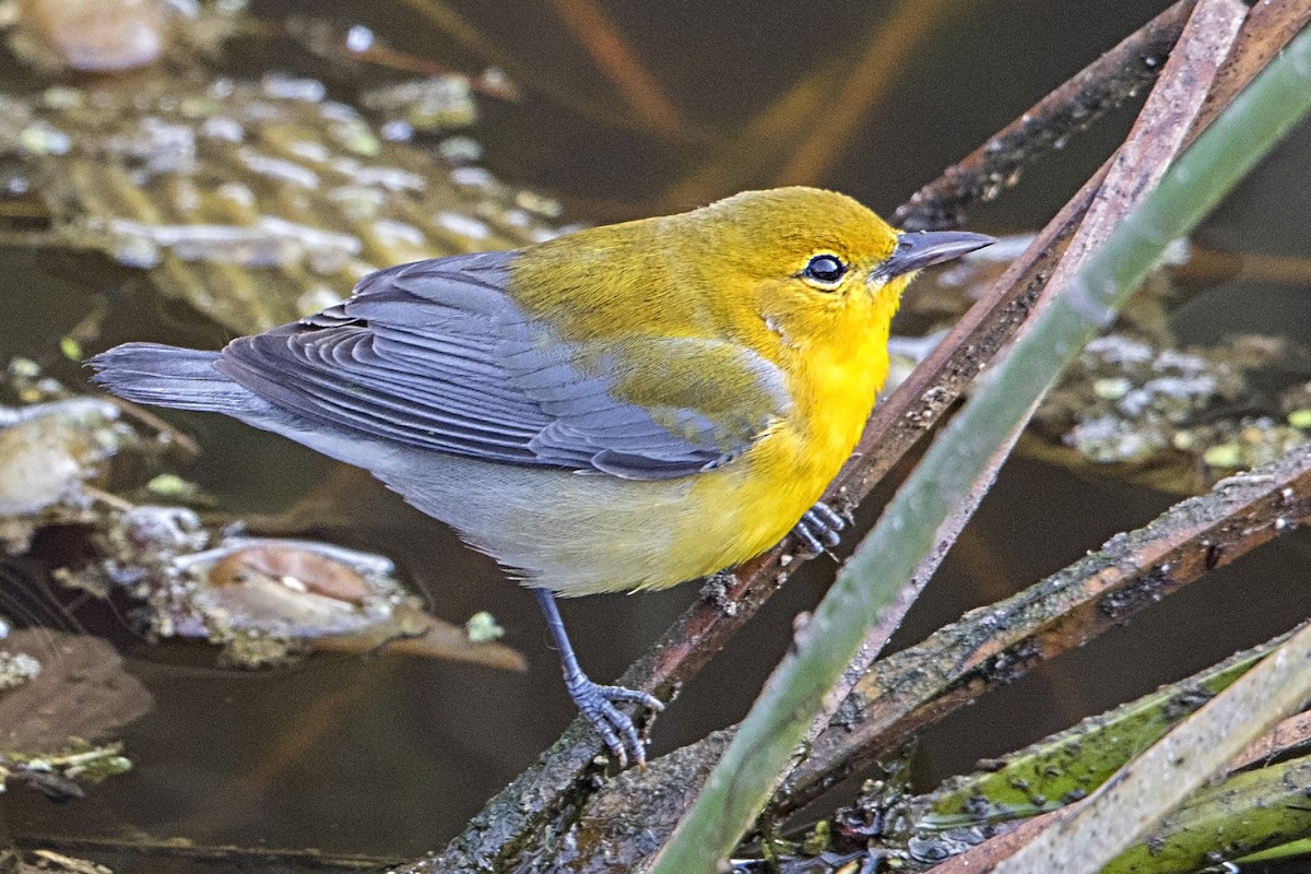 Prothonotary Warbler - ML37953601