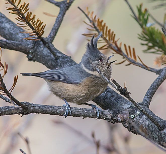 Gray-crested Tit - ML379539321