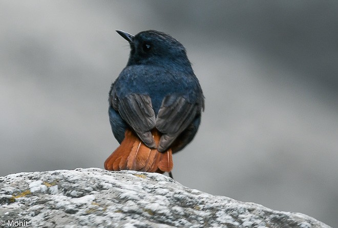 Plumbeous Redstart - Mohit Kumar Ghatak