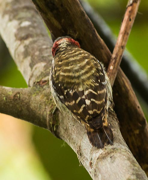 Sulawesi Pygmy Woodpecker - ML379541471