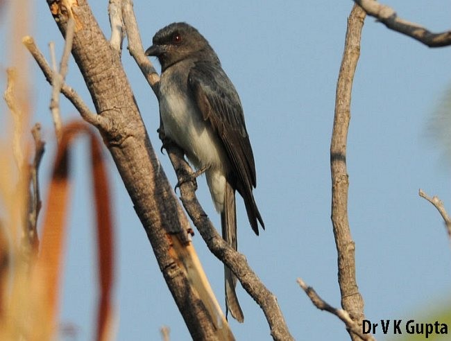 White-bellied Drongo (White-bellied) - ML379541651