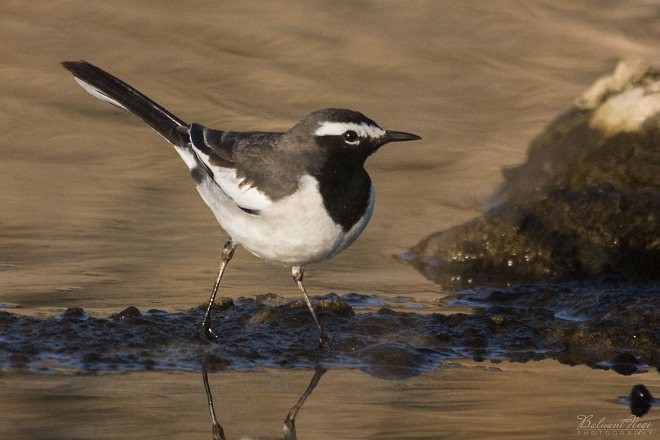 White-browed Wagtail - ML379541761