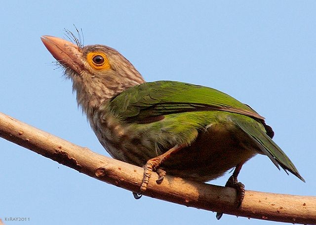 Lineated Barbet - ML379541951