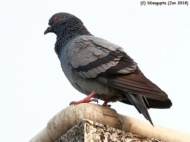 Rock Pigeon (Feral Pigeon) - D Dasgupta