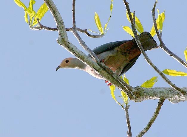 Pink-headed Imperial-Pigeon - Mehd Halaouate