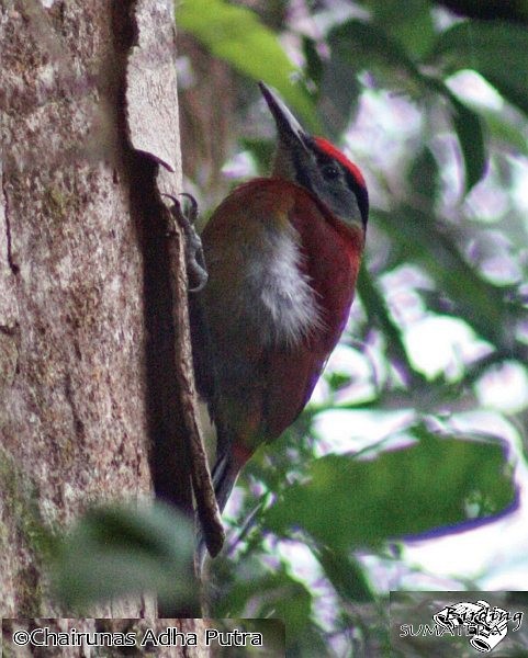 Gray-headed Woodpecker (Sumatran) - ML379543611