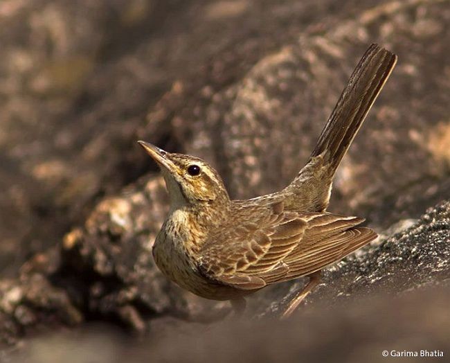 Long-billed Pipit (Indian) - ML379545231