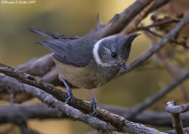 Gray-crested Tit - ML379548211