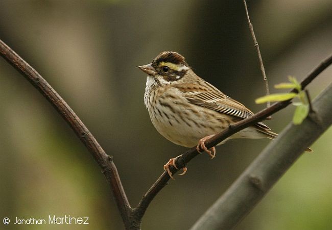 Yellow-browed Bunting - ML379549151