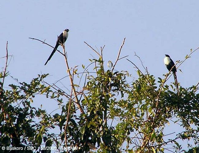 White-necked Myna (Southern) - Karyadi Baskoro